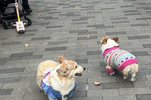小狗散步，健康成长之道（为宠物犬每天散步创造积极生活方式）