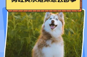 狗狗呕吐后应该多久停止进食？（呕吐后进食安排及注意事项）