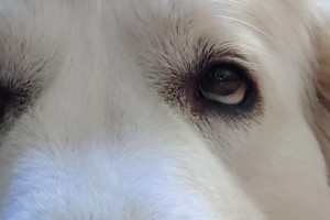 大白熊剪毛后多久能长出来？（揭秘大白熊剪毛周期与关键因素）