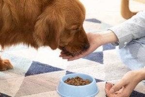 金毛成犬的饮食需求（了解金毛成犬的饮食需求，让您的宠物健康成长）