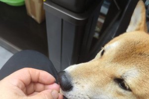 狗狗缺钙怎么办？快速补钙方法大揭秘！（哪种食物让狗狗补钙最快速？）