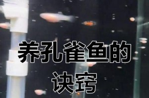 孔雀鱼养殖（以孔雀鱼生产完多久喂食最佳？）