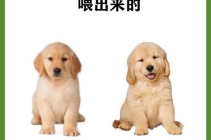 幼犬拉肚子的康复周期及处理方法（幼犬拉肚子，如何及时治疗和预防肠胃问题）