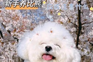 养比熊犬的注意事项（了解比熊犬的特点与需求，做到细致入微的照顾）