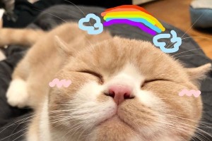 猫的爪子为何能缩起来？（揭秘猫科动物爪子的奇妙结构与功能）