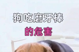 狗狗换牙的过程和注意事项（了解狗狗换牙，让它健康快乐成长）