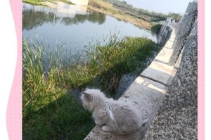 猫咪洗澡的最佳时间是什么时候？（从出生多久开始给猫咪洗澡才合适？）