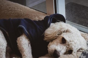 两个月泰迪的睡眠需求（揭秘小泰迪的睡眠秘密，）
