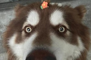 狗狗时尚（探索适合扎辫子的狗狗品种及其魅力）