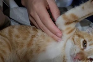 猫为什么喜欢腋窝？（揭秘猫咪对腋窝的钟爱）