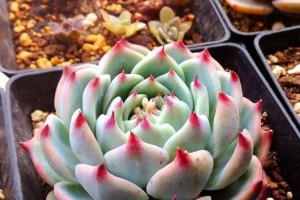吉娃娃的缺点及不受欢迎的原因（探索吉娃娃的不足和不受欢迎的原因）