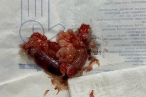 狗狗子宫癌前期症状及相关注意事项（探究狗狗子宫癌前期的常见症状和预防措施）