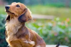 腊肠犬接物训练的全面指南（从小白到高手，教你如何让腊肠犬成为顶尖接物犬）