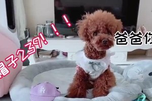 泰迪犬持续颤抖的七大原因（揭秘导致泰迪犬持续颤抖的原因及解决方法）