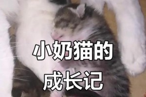如何养好两三个月大的小奶猫？（宝贝奶猫的健康幸福生活）