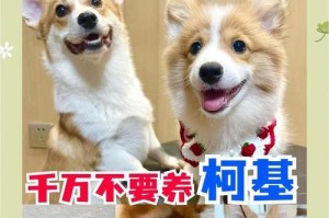 柯基犬饲养经验总结（新手饲养柯基犬要注意的事）
