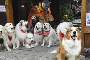 大白熊鼻子为何会变黑（揭秘大白熊鼻子颜色变化的原因及时间周期）
