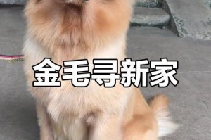 金毛犬的成熟懂事期是多久？（探索金毛犬成长的时间线及特点）