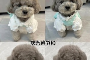 泰迪繁殖周期及注意事项（探寻泰迪繁殖的奥秘，助您养出可爱的小泰迪）