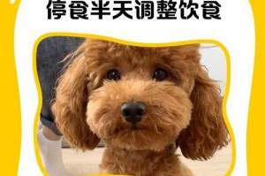 泰迪犬怀孕呕吐现象解析（泰迪犬呕吐现象的发生时间、原因和应对方法详解）