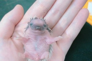 刺猬宝宝的饲养指南（新手必看！刺猬宝宝饲养的注意事项）
