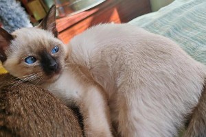 暹罗猫的妊娠期及分娩过程（揭开暹罗猫孕育新生命的神秘面纱）