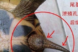 如何快速辨别乌龟公母（凭肉眼难辨？这4招让你轻松辨认乌龟公母）