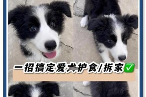如何科学给狗狗换狗粮（科学过渡期让狗狗享受新鲜食物）