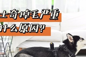 夏季为何哈士奇频繁掉毛？（探究哈士奇夏季掉毛的原因及应对方法）