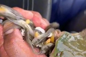 龙鱼之难养之谜（探究龙鱼养殖的挑战与技巧）