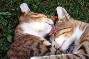 母猫排卵的症状及（了解母猫排卵的常见症状和表现，）