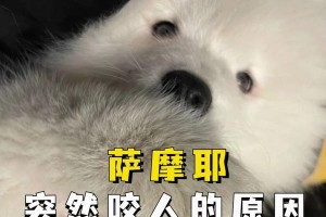 以萨摩耶为什么不咬人？（探究萨摩耶性格的原因及培养方法）