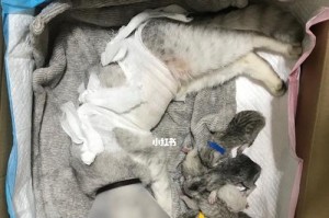 母猫生产前的准备（为母猫安全生产提供最佳环境）