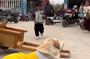 拉布拉多与主人情感的培养（一段互相依赖的人狗关系）