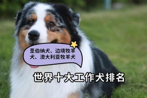 圣伯纳犬能不能吃海鲜？（宠物的饮食选择与养护）