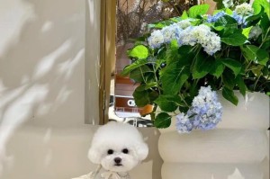 1个月幼犬比熊的喂养指南（按时打疫苗和驱虫，健康宝宝一步到位）