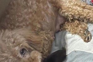 母狗为什么在生产前会哈气？（分析母狗生产前哈气的原因和意义）