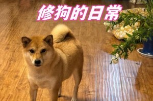 小狗要叫多久才算正常？（了解小狗叫声的频率和原因）