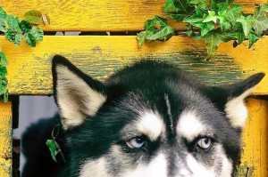 纯种哈士奇幼犬价格揭秘（了解纯种哈士奇的价格及市场趋势，选择适合的幼犬）