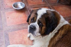 世界上最重的圣伯纳犬（圣伯纳犬的巨大体型与温顺性格）