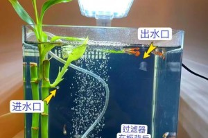 孔雀鱼养殖（为您解答孔雀鱼换水周期的疑问）
