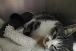 小猫内固定术后康复时间及注意事项（了解小猫内固定手术后康复时程及护理要点，让你的猫咪早日康复）