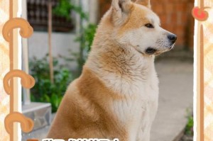 秋田犬日常喂养注意事项——打造健康快乐的秋田犬生活（科学饲养，宠爱有度——让秋田犬更健康）