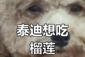 泰迪狗（探究泰迪狗不吃东西的时间和影响）