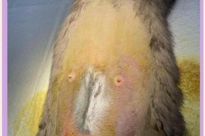 猫腹水晚期的生存期如何？（探究猫腹水晚期患者的预期寿命及关键因素）
