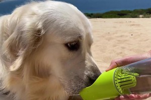 关于狗狗喝水吐吃药的注意事项（保护狗狗健康，正确处理用药问题）