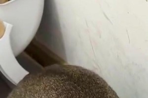 猫咪为什么总是吐舌头？（探秘猫咪吐舌头的原因和意义）