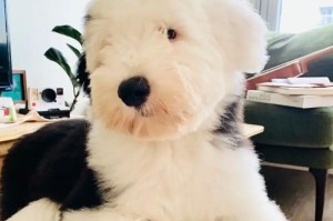 养以古牧，享受无尽陪伴（以古牧养殖与护理的关键要点）