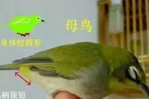 以鸟商多久验公母（鸟类性别鉴定的重要性及操作方法）