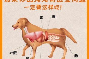 狗狗五脏健康的食物选择（定期喂养，守护狗狗健康）